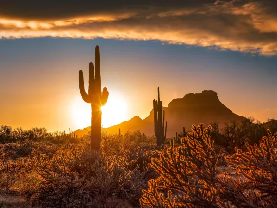 Cactus with Setting Sun